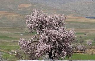 Gercüş’te çiçek açan ağaçlar kartpostallık...