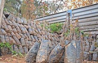 Gercüş’te çiftçilere fıstık ve badem fidanı...