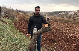 Gercüş’te meyve ağaçları aşılanmaya başlandı