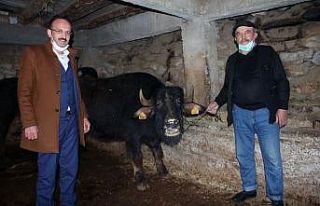 Giresun’da manda yetiştiriciliği yüz güldürüyor