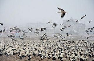 Göç yolundaki leyleklerden Konya’ya zorunlu iniş