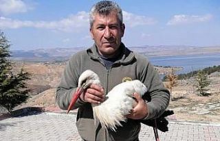 Göç yolundaki ’Polonyalı’ leylek bitkin düştü