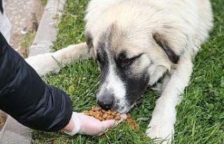 Gölbaşı Belediye Başkanı Şimşek: “Sokak hayvanlarımıza...