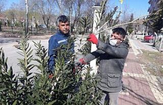 Gölbaşı ilçesinde ağaçlar budanıyor