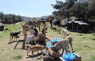 Gönüllü hayvan severler sokak hayvanlarını unutmadı