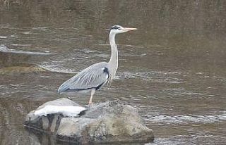 Gri balıkçıl kuşlar Ardahan’da kar sürpriziyle...