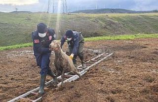 Gübre yığınına batan koyunu itfaiye kurtardı