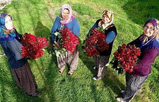 Gül yetişmez denilen köye gül serası kurdular,...