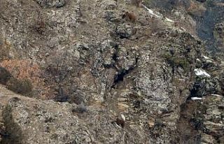 Gümüşhane’de kış uykusundan uyanan ayılar...