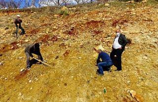 Güneyyurt’ta 3 bin çam fidanı toprakla buluşturuldu