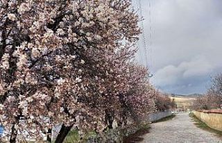 Günyüzü’nde badem ve kayısı ağaçları yine...