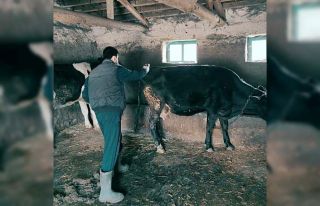 Günyüzü’nde şap aşı çalışmalarına başlandı