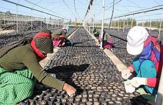 Harnupa talep fidan üretimini arttırdı