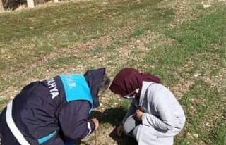 Haşhaş ekili alanlar kontrol edildi