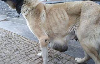 Hasta köpeğe Büyükşehir sahip çıktı