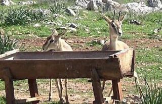 Hatay’da Gazella Gazella ceylanlarının sayısı...