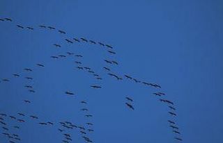 Hatay’da göç eden turnaların muhteşem görüntüsü