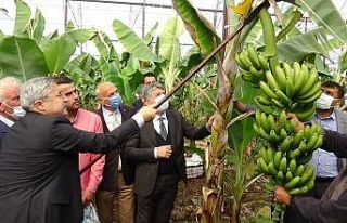 Hatay’da ilk muz hasadı yapıldı