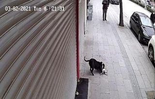 Hatay’da pitbull dehşeti