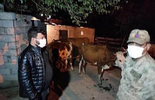 Hayvan hırsızları JASAT’tan kaçamadı