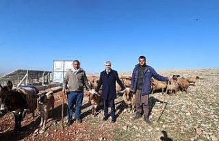 Hayvancılık gelişiyor hem yetiştirici hem ülke...