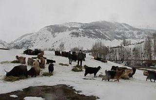 Hayvancılıkla uğraşanlar, kışın zorlu kısmını...