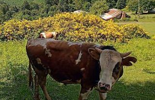 Hayvanlarını kayıt altına aldırmayanlara ‘hayvan...