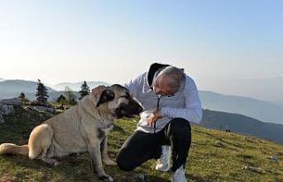 Hendek Belediyesi sokak hayvanlarını sıcak yuvaları...