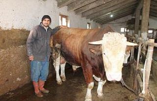 Hibe makine ile hazırladığı yemle beslediği boğayı...
