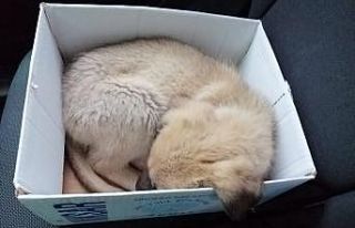Hırpalanan yavru köpeğe zabıta şefkati