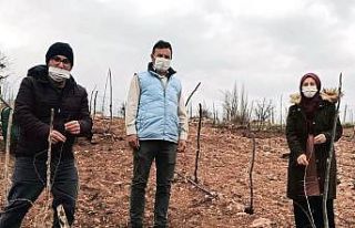 Hisarcık’ta goji berry’lerin gelişim ve durumları...