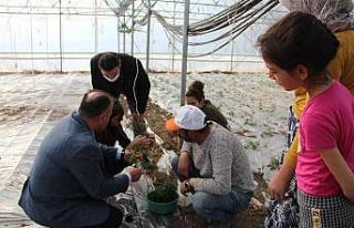 Iğdır’da seracılar yeni sezon fide dikimine başladı