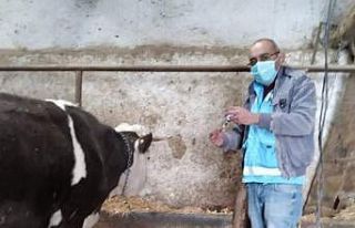 İlçe merkezi ve köylerde ’’Şap’’ aşısı...