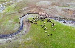 İlkbaharın erken gelişi besicileri sevindirdi
