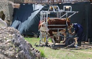 İnekler için manikür pedikür zamanı