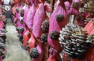 İnternetten görerek başladığı mantar üretiminde...