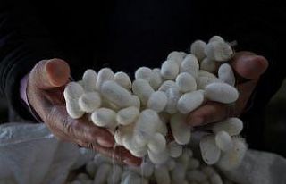 İpeğin ‘tarladan podyuma’ serüveni sergilenecek