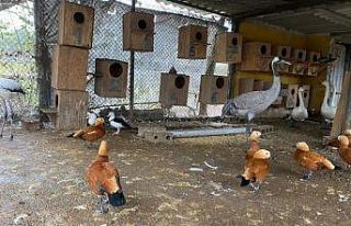 İstanbul’da ‘kaçak kuş’ operasyonu: 185 canlı...