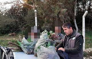 İzinsiz  toplanan 346 orkideye 160 bin TL ceza