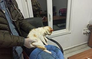 Jandarma ekipleri sokakta buldukları hasta kedi tedavi...