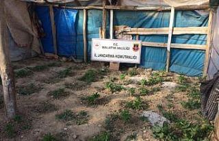 Jandarmadan yasa dışı kenevir operasyonu