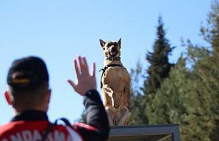 Jandarmanın "can dostları" suçluların...