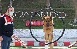 Jandarmanın süper burunları "komando"...