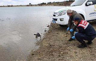 Jandarmanın tedavi ettirdiği sakarmeke kuşu doğaya...
