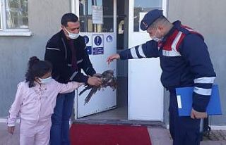 Jandarmanın yaralı bulduğu kartal tedavi altına...