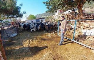 Kaçan keçilerini drone ile arayıp buluyor