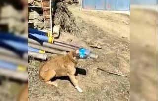 Kafası bidona sıkışan köpeği vatandaş kurtardı