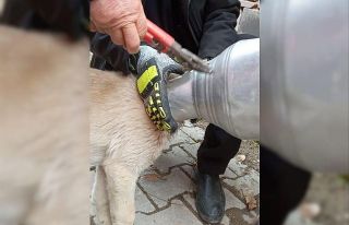 Kafası güğüme sıkışan köpeği itfaiye ekipleri...