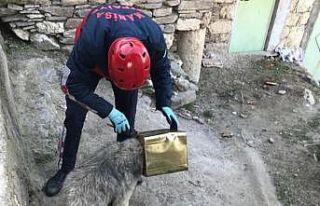 Kafası tenekeye sıkışan köpeği itfaiye kurtardı