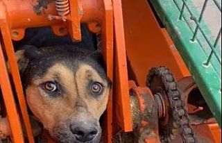 Kafası ve ayakları tarım aracına sıkışan köpek...